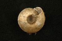 臺灣盾蝸牛藏品圖，第2張